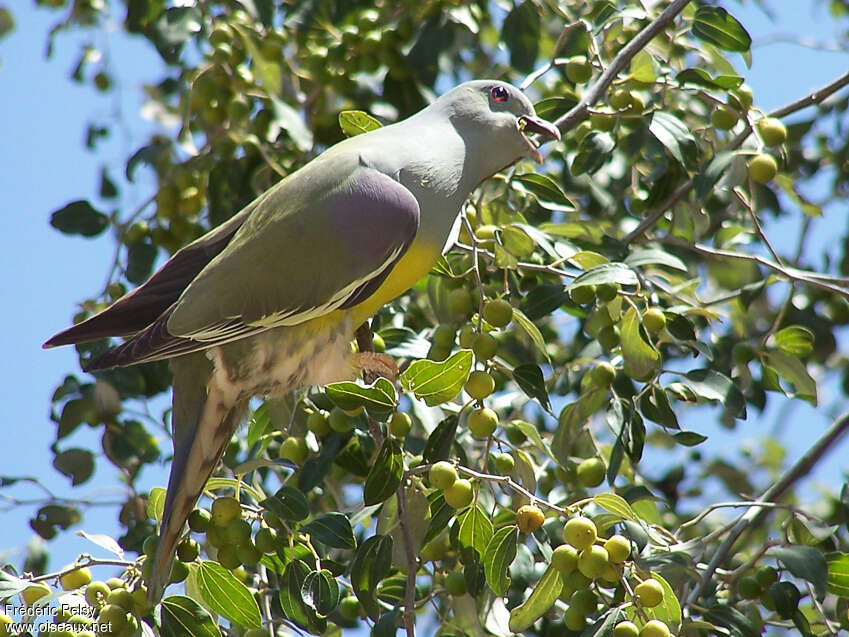 Bruce's Green Pigeonadult, eats