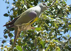 Bruce's Green Pigeon