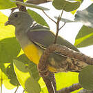Colombar waalia