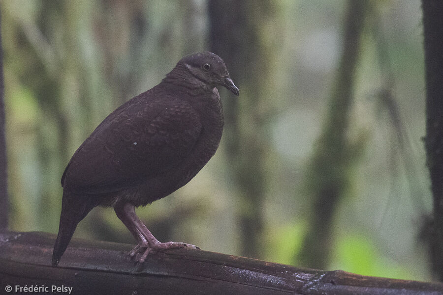 White-throated Quail-Dove