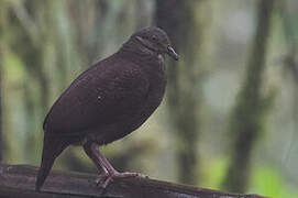 White-throated Quail-Dove