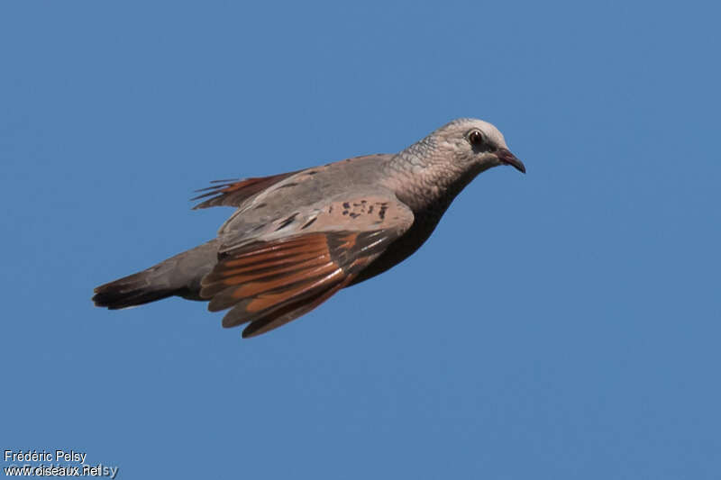 Common Ground Doveadult, pigmentation, Flight