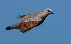 Common Ground Dove