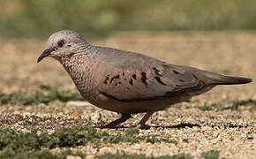 Common Ground Dove