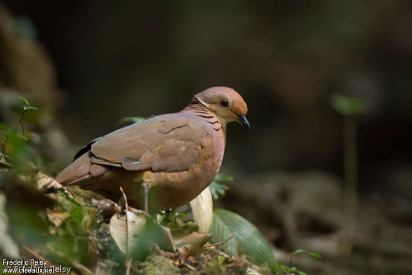 Colombe bridéeadulte, identification