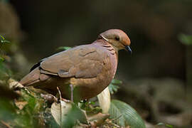 Lined Quail-Dove