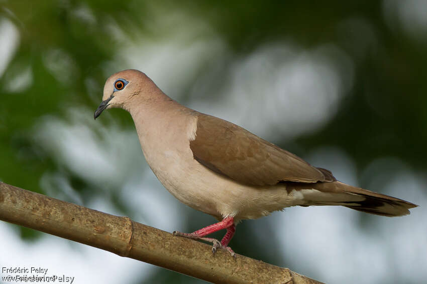 Colombe de Verreauxadulte, identification