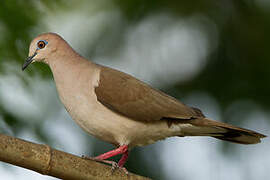 White-tipped Dove