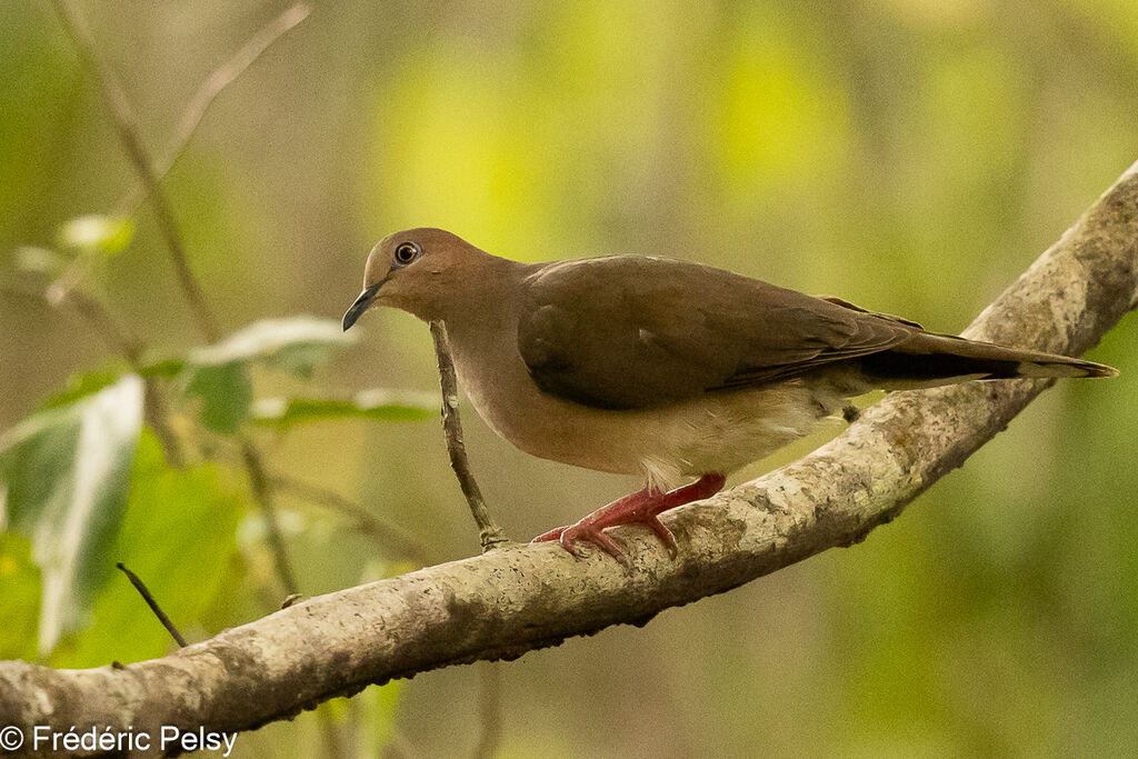 White-tipped Dove