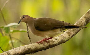 White-tipped Dove