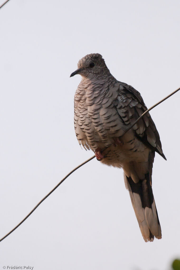 Scaled Dove