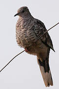 Scaled Dove