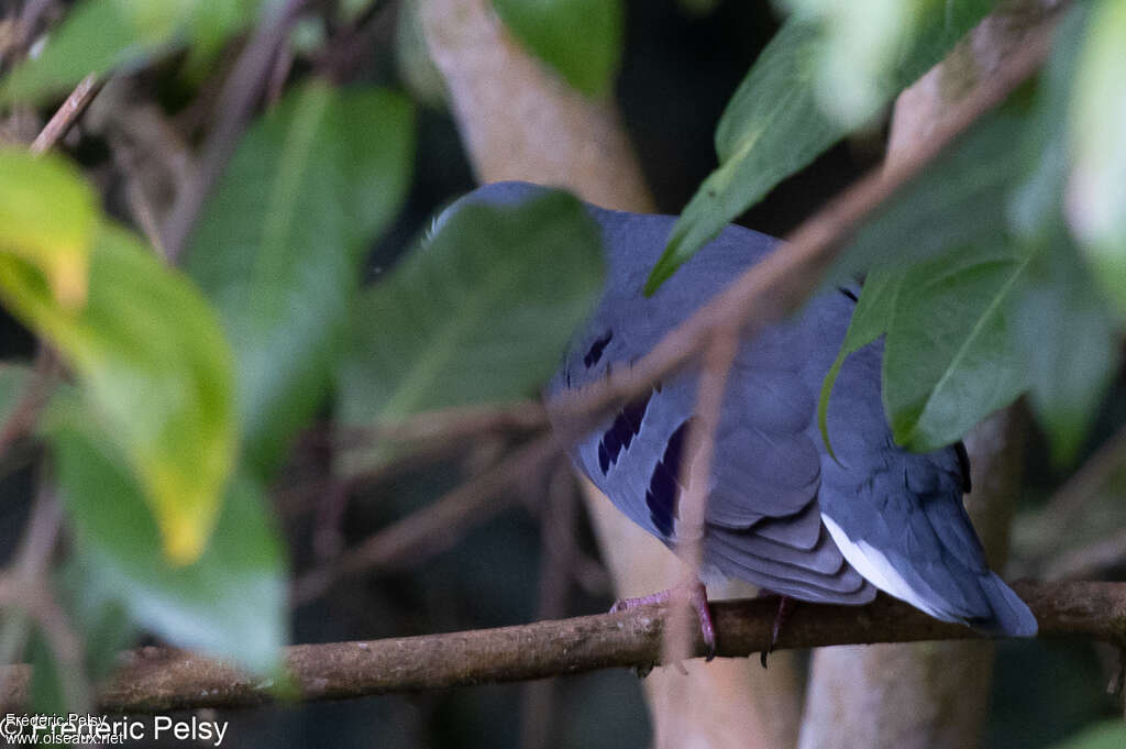 Maroon-chested Ground Dove