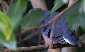 Maroon-chested Ground Dove