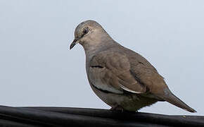 Picui Ground Dove