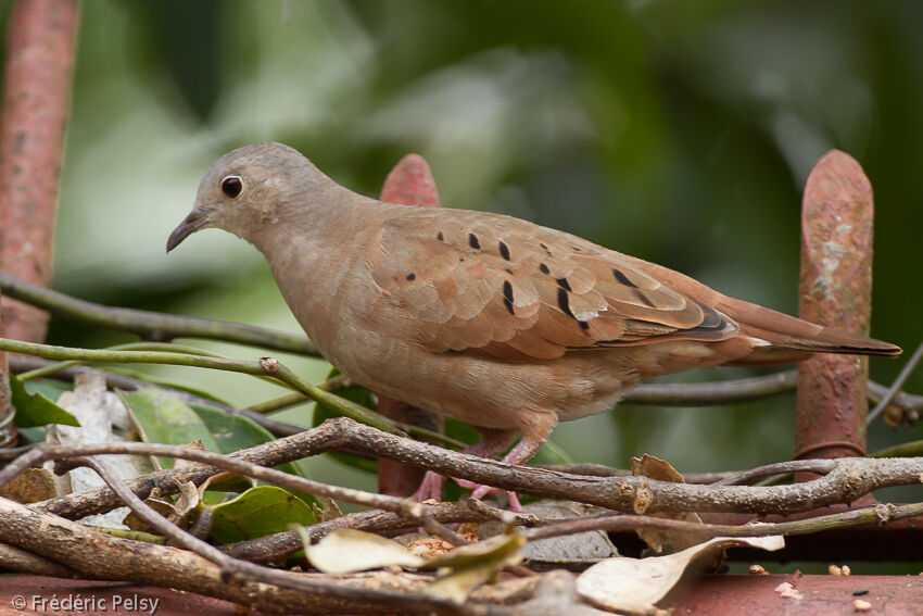 Colombe rousseadulte