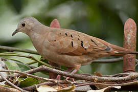 Ruddy Ground Dove