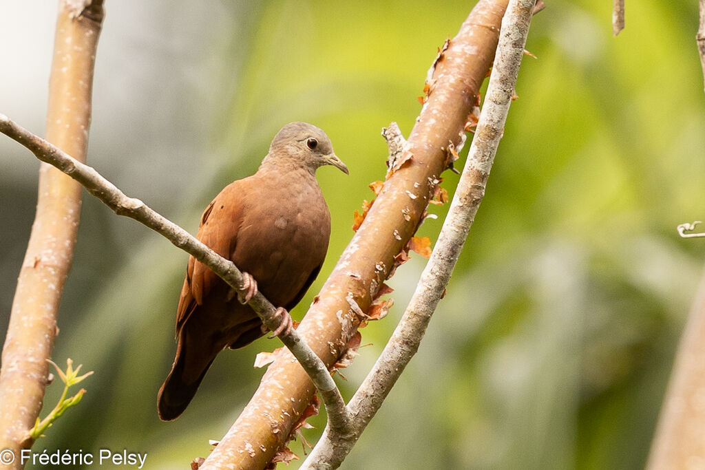 Ruddy Ground Dove