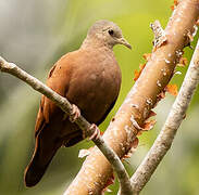 Ruddy Ground Dove