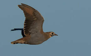 Flock Bronzewing