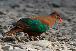 Stephan's Emerald Dove