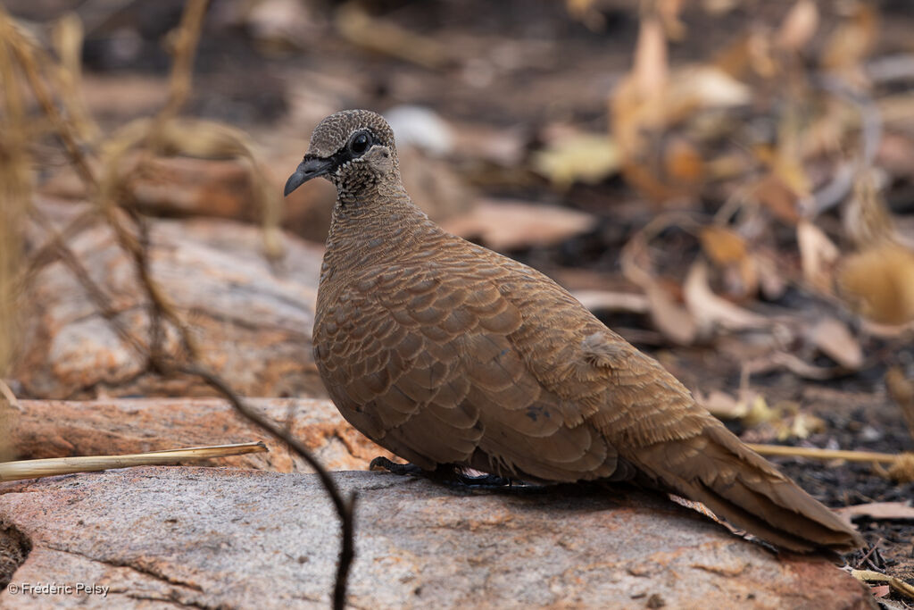 Colombine des rochers