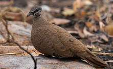 Colombine des rochers
