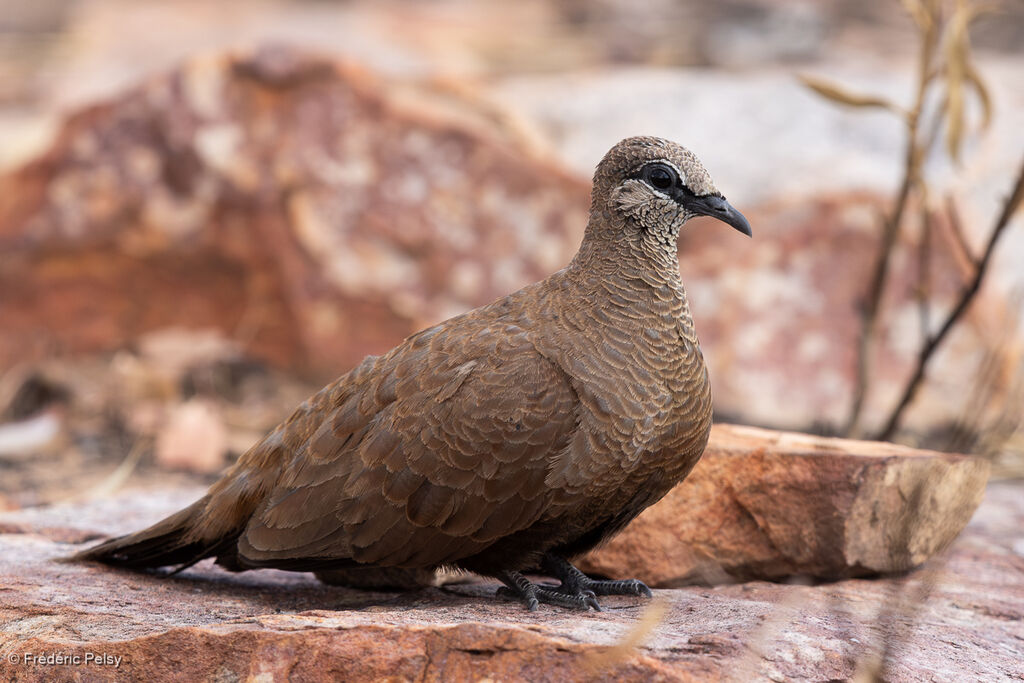 Colombine des rochers
