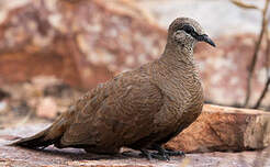 Colombine des rochers