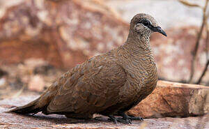 Colombine des rochers