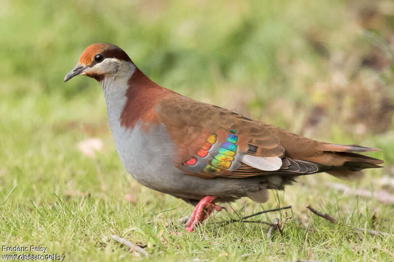 Brush Bronzewing male adult