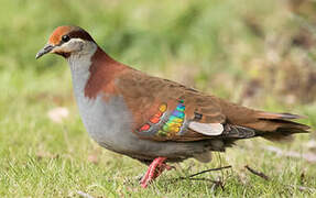 Brush Bronzewing