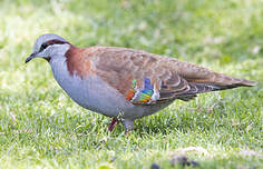 Colombine élégante