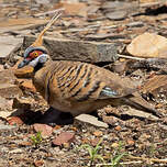 Colombine plumifère