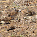 Colombine plumifère