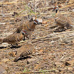 Colombine plumifère