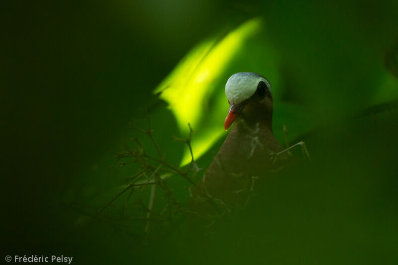 Common Emerald Doveadult, Reproduction-nesting