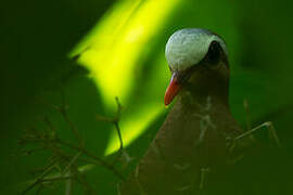 Common Emerald Dove