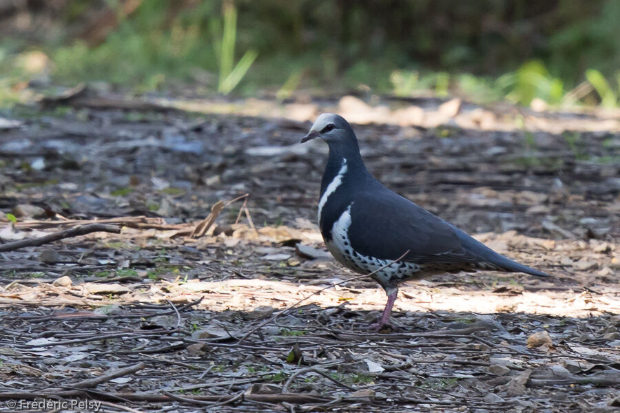Wonga Pigeonadult