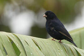 Village Indigobird