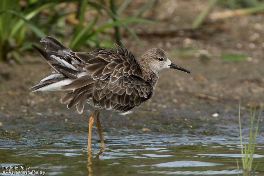 Ruff male adult post breeding, identification, care