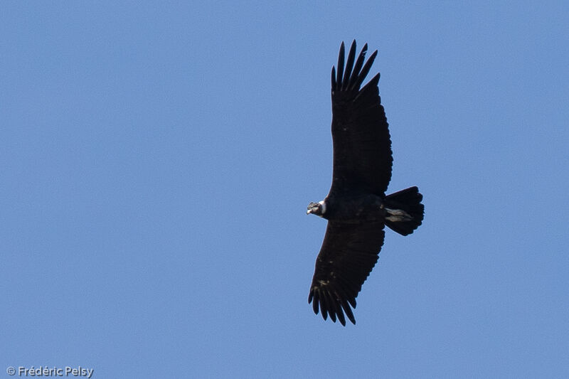 Andean Condor, Flight