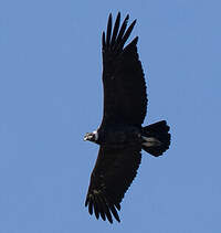 Condor des Andes