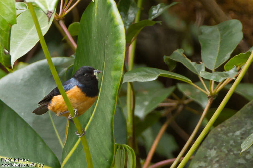 Blue-backed Conebilladult, feeding habits