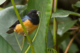 Blue-backed Conebill