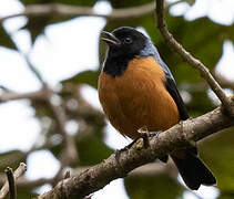 Blue-backed Conebill