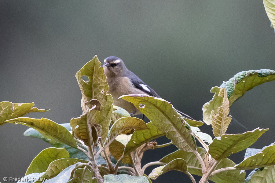 Cinereous Conebill