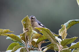 Cinereous Conebill