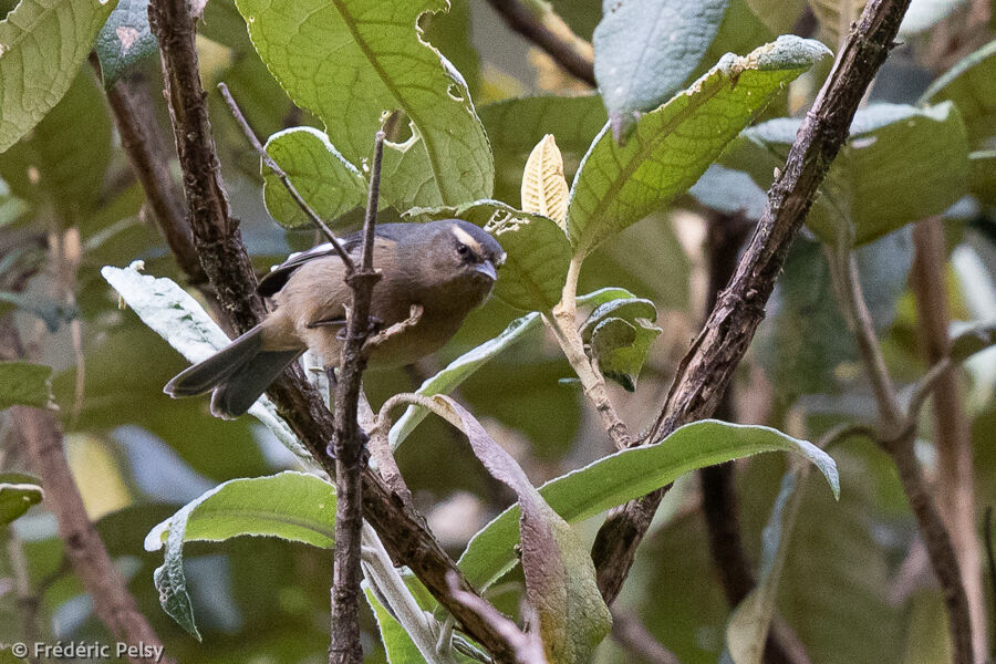 Cinereous Conebill