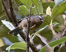 Cinereous Conebill